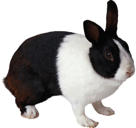 black and white rabbit PNG Image | Black and white rabbit, Rabbit png ...