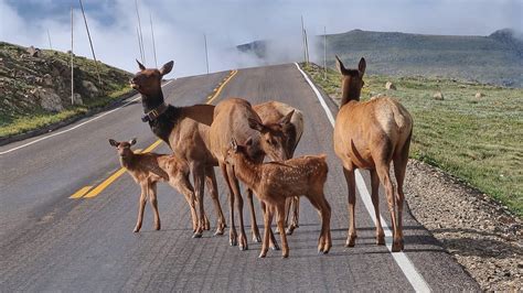 Wildlife in Colorado - Pro Animal Guide