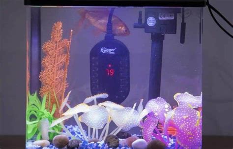 The Best Tank Heater for Betta Fish - Aquarium Tips