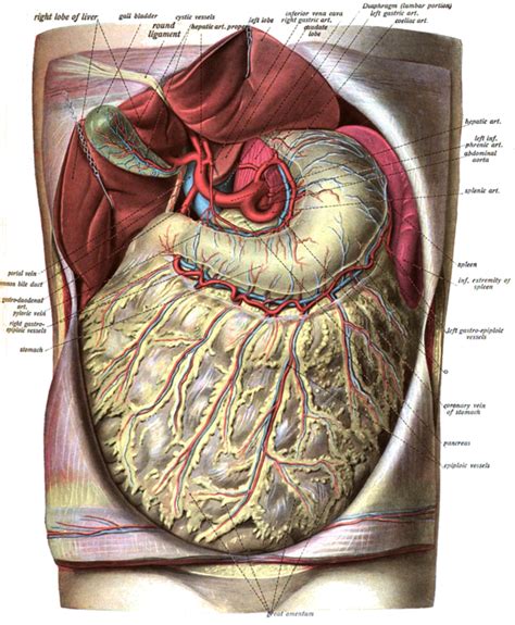 The Omentum and Abdominal Fat: Health Benefits and Problems - CalorieBee