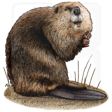 American Beaver - Signed Fine Art Print - inkart