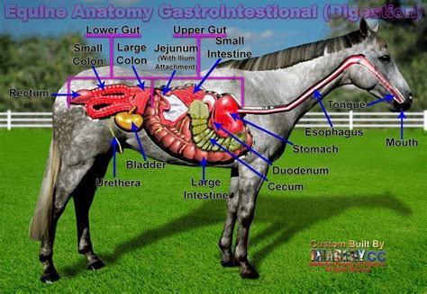 Equine digestive system (click for much larger view) | Horses, Horse anatomy, Equines