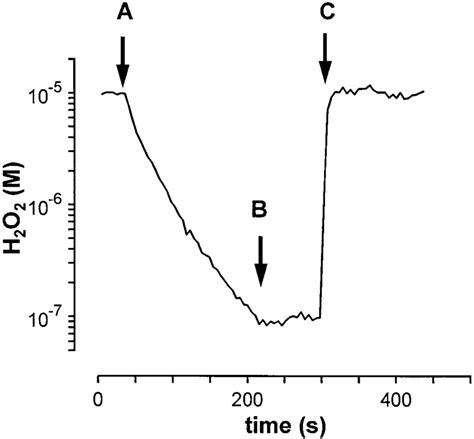 Exponential decomposition of H2O2 by purified catalase. | Download ...