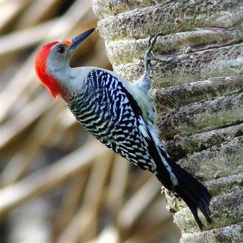 List 93+ Pictures Woodpeckers In Pa Images Sharp