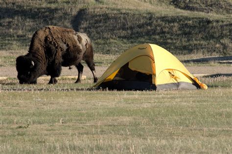 12 Fascinating Bison Facts Every Camper Should Know