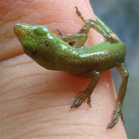 The Rainforest Garden: How I Hatched these Adorable Lizards