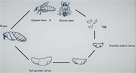 Life cycle of honey bee | Download Scientific Diagram