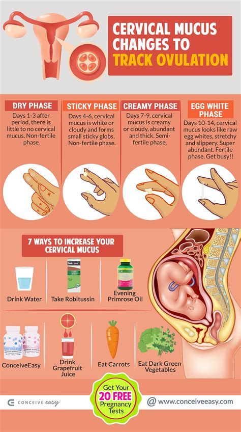 How to Track Ovulation with Cervical Mucus Changes Infographic | by ...