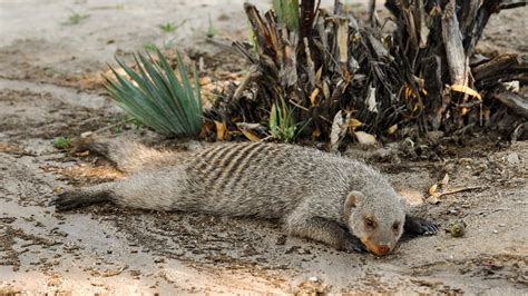 1.5 Non-Native Mongoose (Herpestes javanicus): A Threat to Hawaiian ...