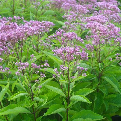 Eupatorium maculatum 'Phantom' Joe Pye Weed from Sandy's Plants