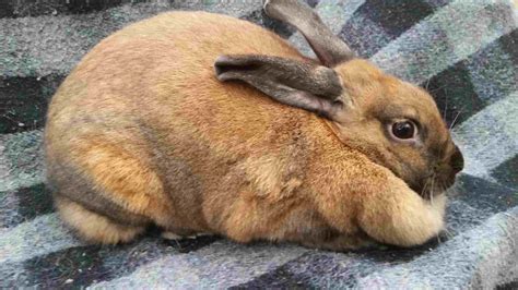 47 Rabbit Breeds to Keep as Pets