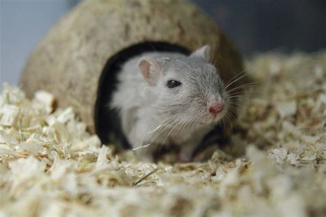 Mongolian Gerbil | Gerbil, Small pets, Pets