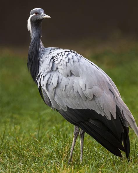 Did you know Demoiselle Cranes are the smallest crane species? They grow to be only about three ...