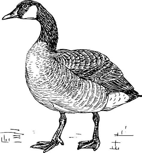 graphic image of geese walking - Google Search | Canadian goose ...
