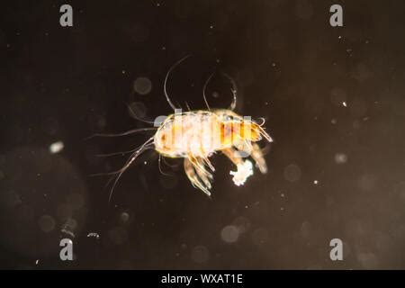 House dust mites under the microscope 100x Stock Photo - Alamy