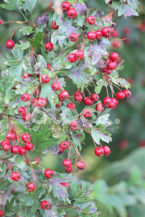 Red Hawthorn Berries on Wild Hedge / Hedgerow, Late Summer (crat stock photos - FreeImages.com