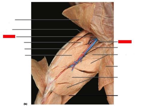 Superficial muscles of the anteromedial thigh labeling Diagram | Quizlet