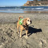 Del Mar Dog Beach - 447 Photos & 270 Reviews - Beaches - Camino Del Mar, Del Mar, CA - Yelp