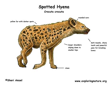 Hyena (Spotted)