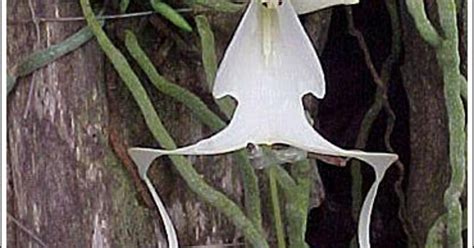 Rare Ghost Orchid Spotted In Florida - CBS News