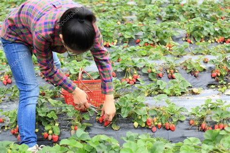 Young woman harvesting strawberry Stock Photo by ©lzf 70776441