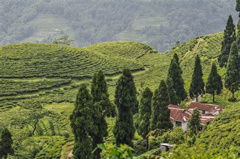 Illam: the Kingdom of Tea Production - Nepal Sanctuary Treks