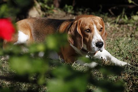 Bagle Hound (Basset Hound & Beagle Mix): Info, Pictures, Facts | Hepper