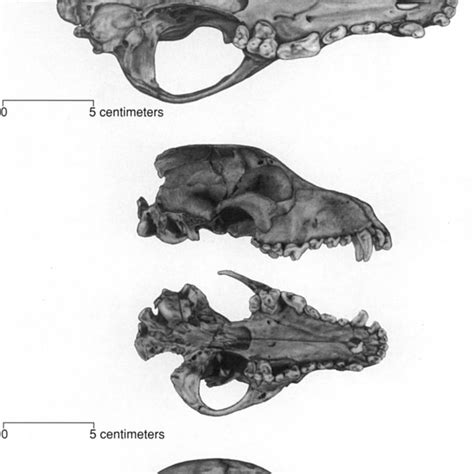 (PDF) The Early Evolution of the Domestic Dog