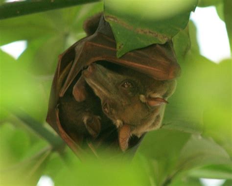 9 Humongous Hammer-headed Bat Facts - Fact Animal