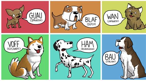 How Animals Sound in Different Languages Around The World