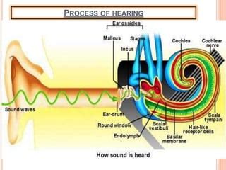 SENSE ORGANS .pptx