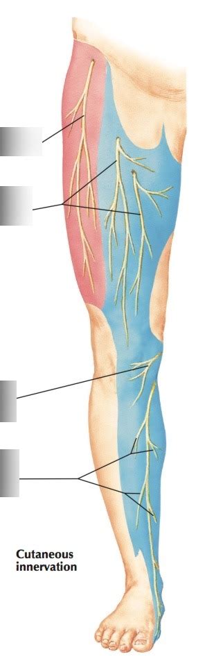 Anterior Femoral Cutaneous Nerve