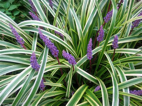 Liriope for the front bed border | Liriope muscari, Grasses garden ...