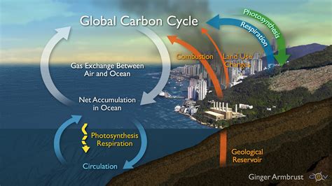 Carbon Cycle