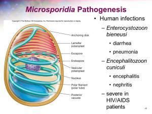 Microsporidia - Parasitic Infections - AntiinfectiveMeds.com