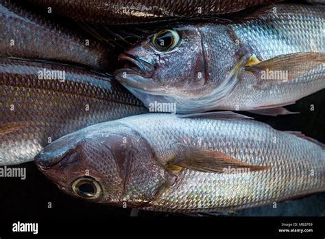 Fresh white snapper fish detail Stock Photo - Alamy