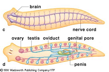 Labeled Diagram Of Planaria