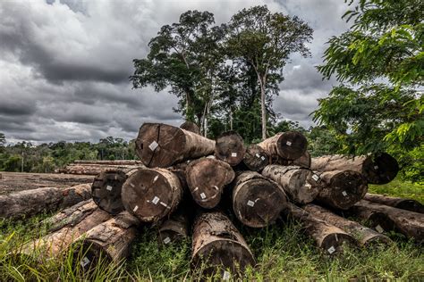 Drivers of deforestation in the Colombian Amazon: Illegal logging | IUCN NL