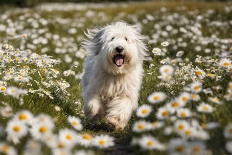 275+ Best Old English Sheepdog Names