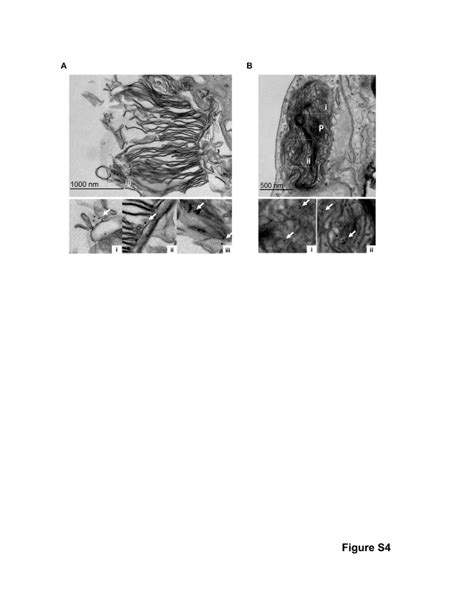 (PDF) Formation of Lipofuscin-Like Autofluorescent Granules in the ...