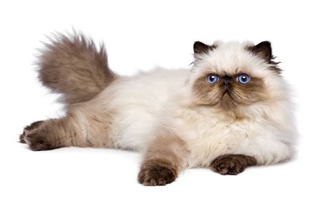 Himalayan Persian |Type Cat