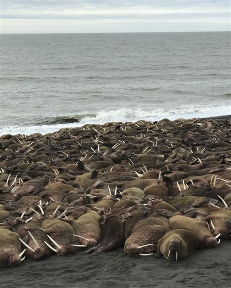 Walrus surprise residents in remote Alaska village | News, Sports, Jobs ...