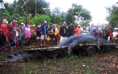 World of Mystery: Lolong, The Monster Crocodile Of The Philippines