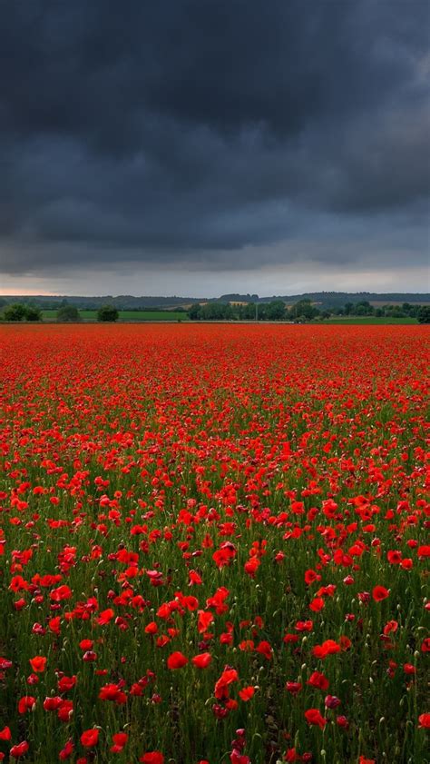 1082x1920 Poppy Flower Field 1082x1920 Resolution Wallpaper, HD Flowers 4K Wallpapers, Images ...