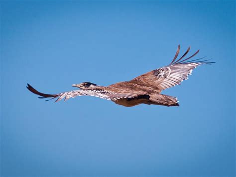 Australian Bustard Bird Facts (Ardeotis australis) | Birdfact