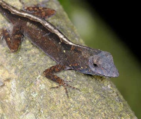 Brown Anole Lizard Care - WhitePython™