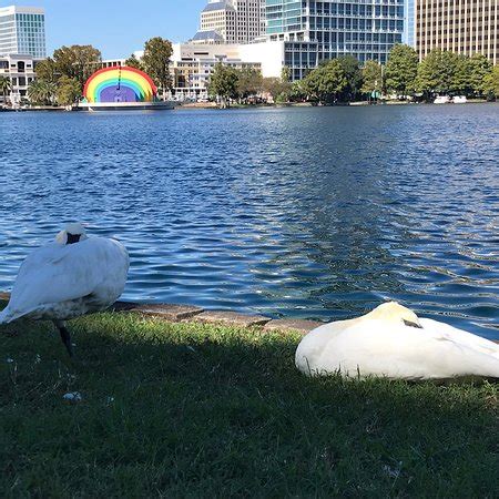 Lake Eola Park Orlando Swan Boats - 2019 All You Need to Know BEFORE ...