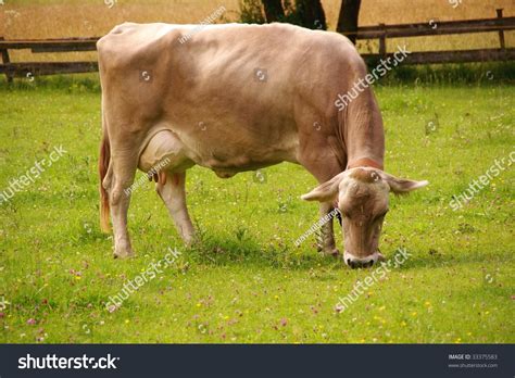 A Grazing Brown Swiss Cow Stock Photo 33375583 : Shutterstock