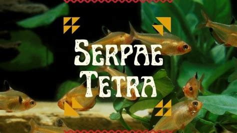 Serpae Tetra Care & Species Guide | Fishkeeping World