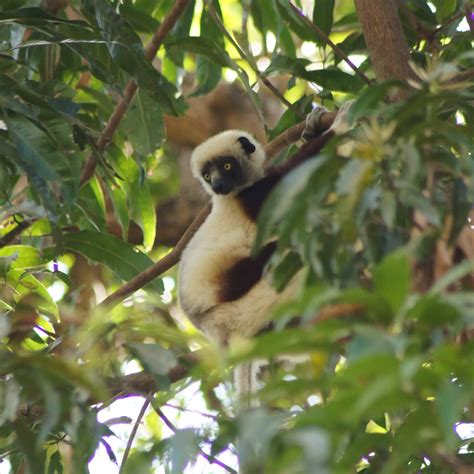 Community Conservation in Madagascar’s Dry Forests | Kew